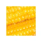 Corn Corn Production Of Fresh Yellow Corn Sweet Corn Yellow Maize Wholesale