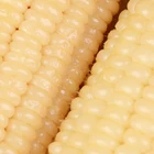 Corn Corn Production Of Fresh Yellow Corn Sweet Corn Yellow Maize Wholesale