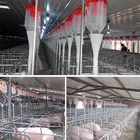 Hot Dip Galvanized Pig Farming Equipment Sows Gestation Crates Pig Cages