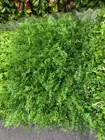 Top Quality Vertical Garden Plastic Artificial Hedge Plastic Decorative Leaf Plant Wall