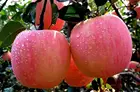 Apple Export High Quality China Fresh Fuji Apple Fruit