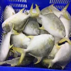 IQF Trachinotus Ovatus Golden Pompano