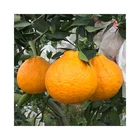 Orange Orange China Sweet Mandarin Tangerines Orange Sandtang Mandarin On Sale