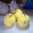 Fresh Pear Pears Pearfresh Fruit Pear Best Selling Fresh Pear Fruit Asian Pears Ya Pear For Sale