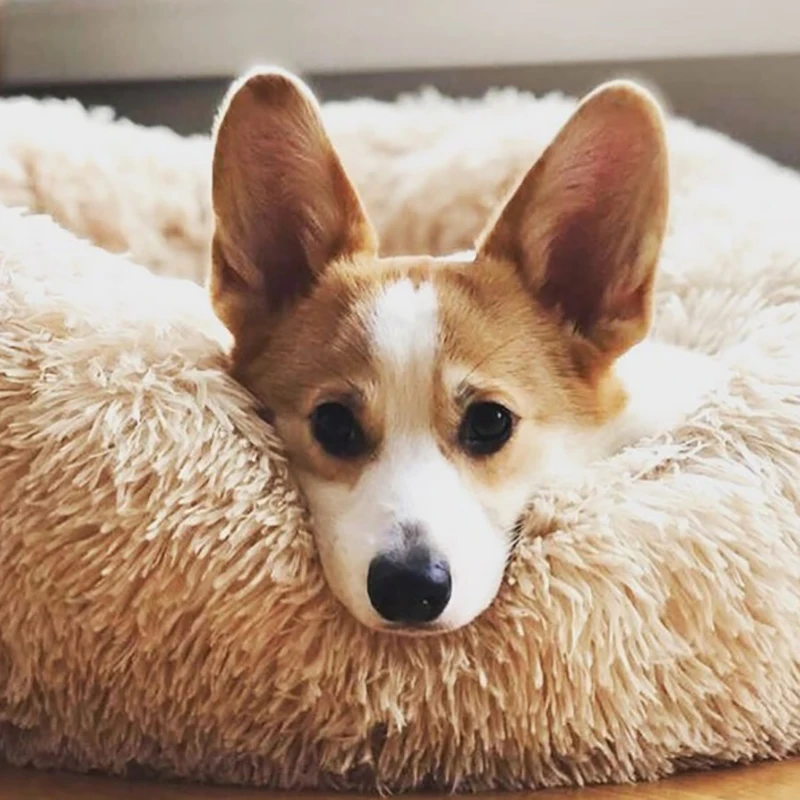 Can You Give A Dog A Sleep Aid