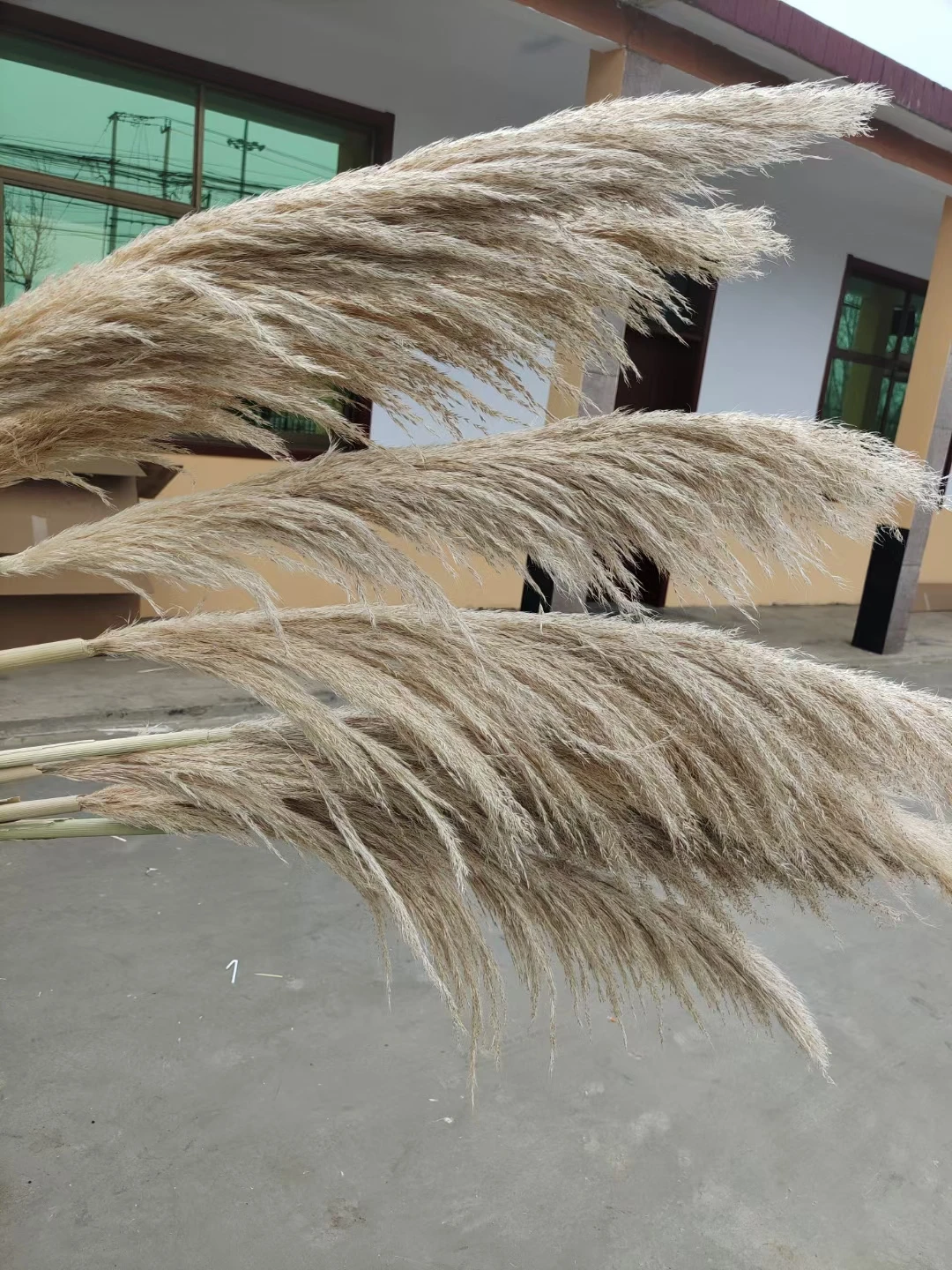 reed flower long feather head natural large dried pampas grass