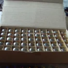 Bulb High Quality Screw Socket Bulb Indicator Lighting Incandescent Bulb On Sale