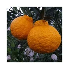 Orange Orange Mandarin Orange Penerjemah Bahasa Mandarin/china-mandarin