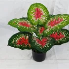 Bonsai YD8735-3 Caladium Bicolor Yellow Wholesale Indoor Decor Ornamental Plant Bonsai