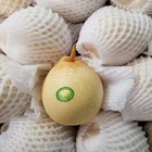 Pears Good Pear Hot Sale Fresh Pears Good Size Nice Pear
