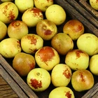 Dates Date High Quality Fresh Dates Sweet Fresh Winter Jujube Fruits