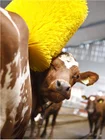 Brush Wholesale Cow Brush For Farm Husbandry