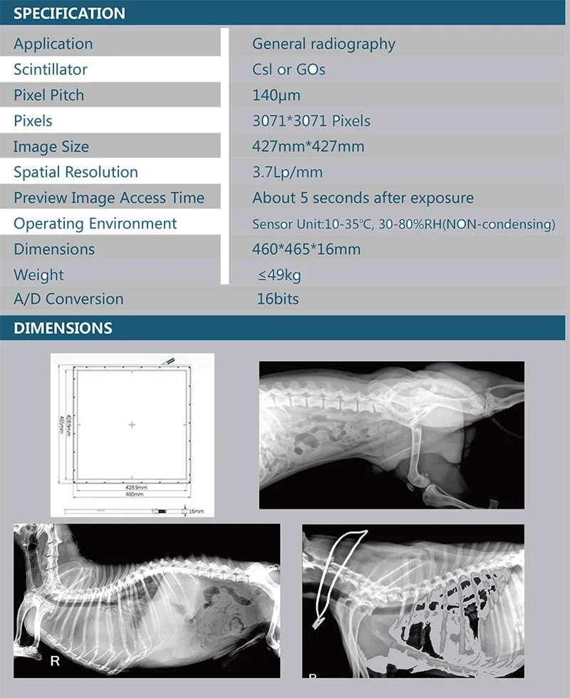  Understanding Pregnant Cat X-ray: A Comprehensive Guide for Cat Owners