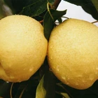 Pear Natural OrganicNew Season Sweet Pear Supplier Chinese Fresh Pear For Sale