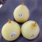 Pears Pear Pear 2020 New Crop Popular Ya Pears Pear Fruit For Export