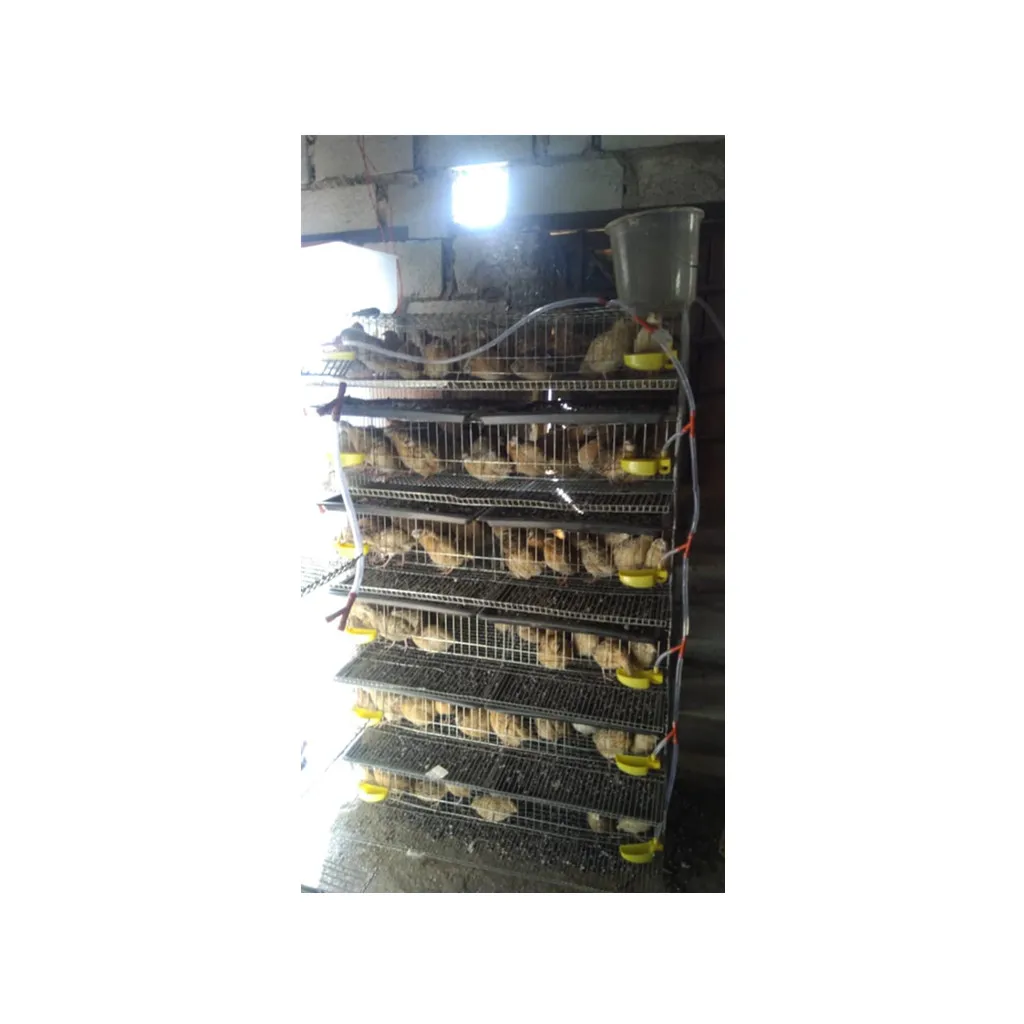 hard working shake statement Large Breeding Bird Cage Wire Quail Cage For Sale Philippines - Buy Quail  Cage For Sale Philippines,Quail Cage,Cage Product on Alibaba.com