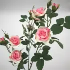 Flower For Wholesale 2021 Popular Rose Artificial Flower Real Touch For Wedding