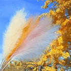 Dry reed small natural dried flowers pampas grass for wedding decor