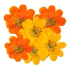 Thiochrysanthemum Chrysanthemum Real Dried Pressed Flower Thiochrysanthemum Persian Chrysanthemum