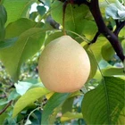 Pears Pear 2020 New Hot Selling Ya Pears Fresh Pears From China For 2020