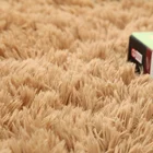 Carpet Hot Sale Factory Supply Soft Fluffy Carpet Anti Slip Customized Carpet