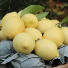 Lemon Lemon 100% Organic And Healthy Szechuan Lemon With The Most Competitive Price