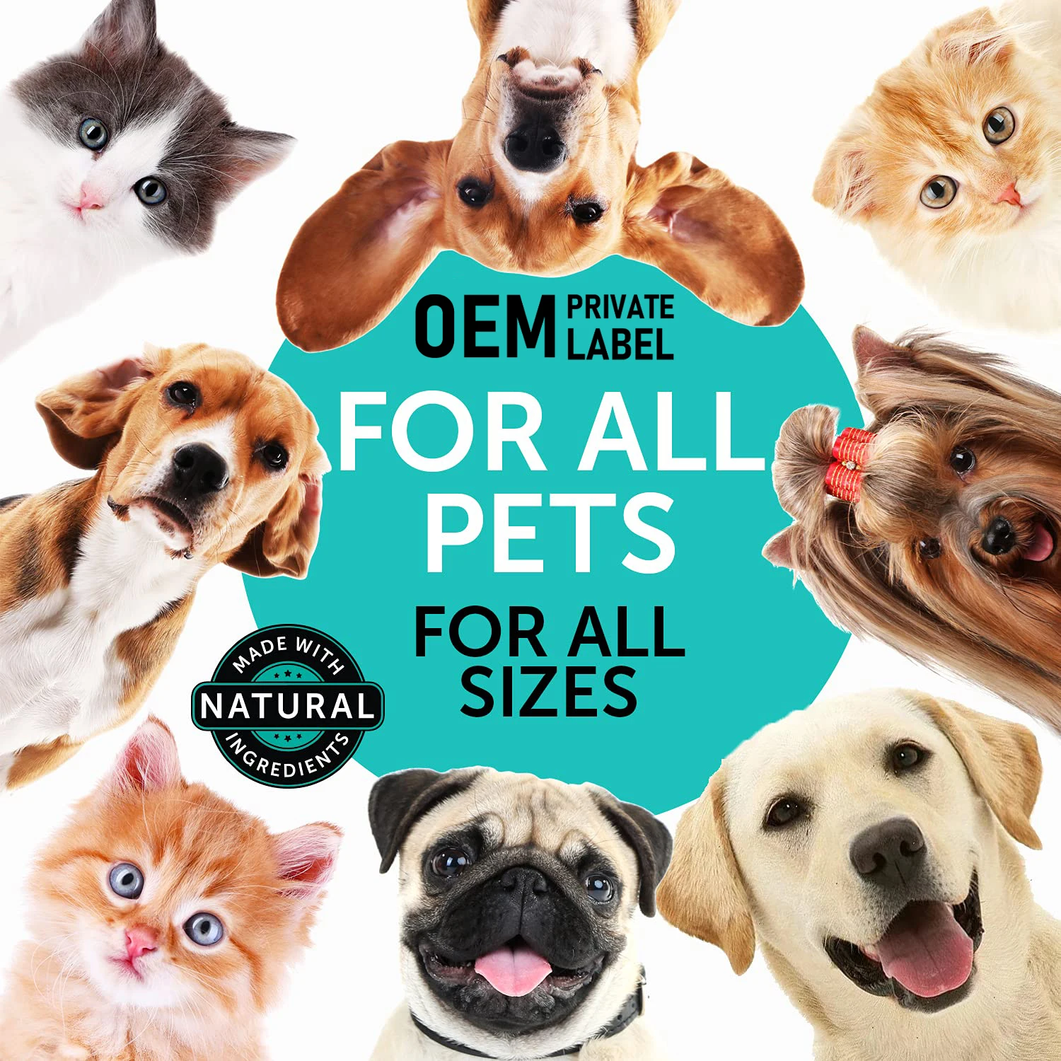  Discover Adorable Pets for Adoption on Craigslist NMI Pets: Your Perfect Companion Awaits!