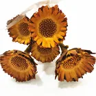 Gerbera China Most Hot Selling South Africa Dried The Sun Chrysanthemum Gerbera Jamesonii With Best Quality