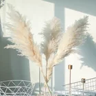 Wedding Wedding Decoration Dried Flower Wedding Boho Natural Beige Pampas Grass Fluffy Pampas Grass