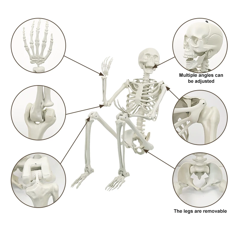 Halloween Decorations Pose-N-Stay Full Body Props Human Halloween Skeletons For Holidays Decoration