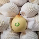Pear Fresh Fruits China Wholesale Delicious Fresh Farm Pear