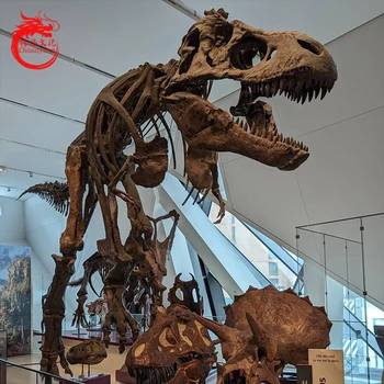 Simulation Dinosaur Model Dinosaur Fossil Model Simulation Animal Skeleton Dinosaur Park Museum Exhibition Exhibits