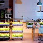 Garden Vegetable Corn Plant Mini System Vertical Equipment Piece Smart Garden Germination Kit