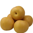 Juicy Pear Gansu Juicy And Full Fresh Qiu Yue Pear