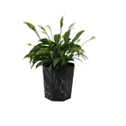 Big 10 Inch Big Plastic Decoration Home Garden Wholesale Square Shape Decoration Flowerpots For Sale