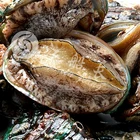 Abalone Abalone Price FROZEN ABALONE IN SHELL