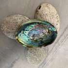 Abalone Hot Popular Factory Wholesale Price Abalone Shell