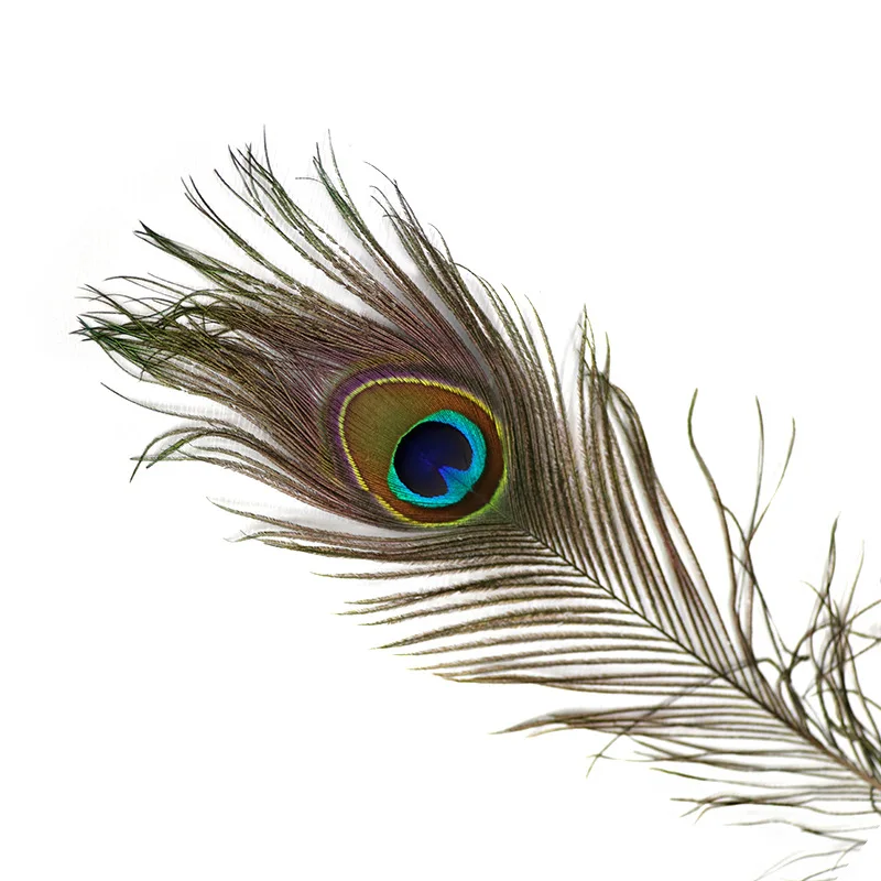 peacock feather with eye