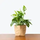 Bonsai Plant Farm Monstera Adansonii Aka Swiss Cheese Vine Bonsai Live Tree Plant For Indoor Decration
