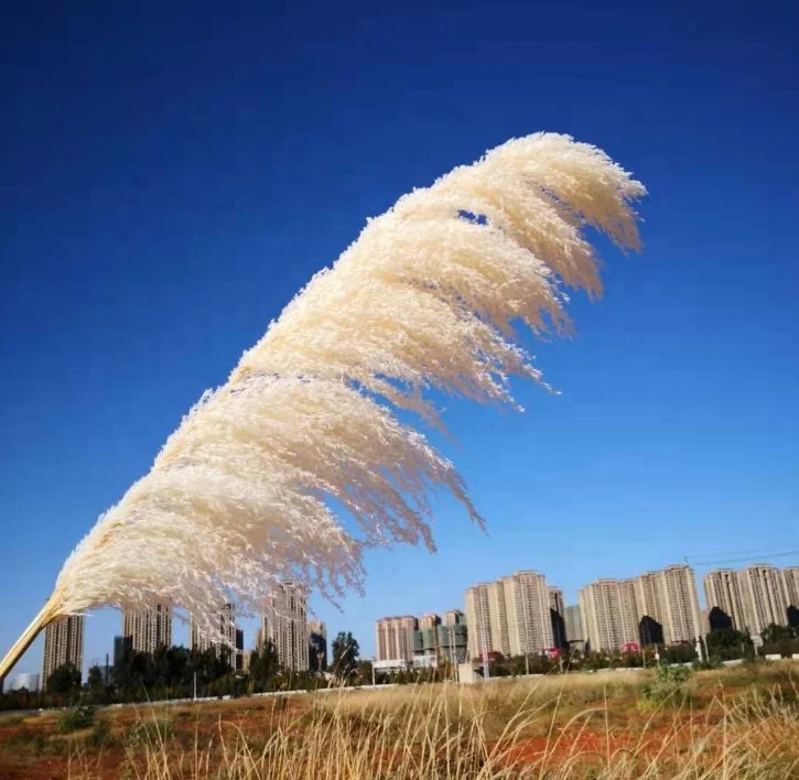 FCD1006 Large Artificial Silk Wedding Party Decoration White Dried Long Natural Flowers large Fluffy Pampas Grass