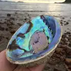 Abalone Shell Shells Anniversary Celebration Activity Price Natural Abalone Shell Large Smudging Abalone Shells Bulk