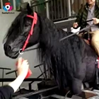 Park Life Size Animatronic Amusement Park Life Size Animatronic Robot Horse