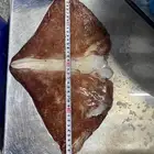 Wing Factory Directly Wholesale Hot Sale New Squid Frozen Squid Wing