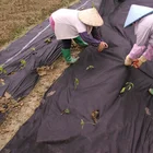 Add Covers Add 3% PP Agricultural Nonwoven Fabric/pp Non Woven Fabric For Plant Covers