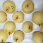 Pears Pear Fresh Pears Chinese Ya Pear