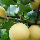 Pear Pearpear Hot Sale Wholesale Delicious New Pear Good Quality Fresh Pear