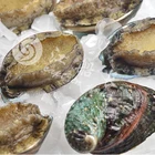 Abalone Abalone Abalone Price Frozen Blanched Abalone With Shell