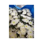 Chrysanthemum Best Selling 2021 Wholesale Fresh Cut Flower White Chrysanthemum