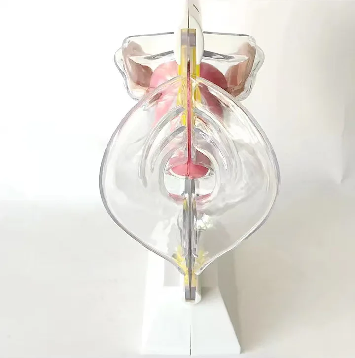 Transparent Uterus Model Female Reproductive System Model Detachable