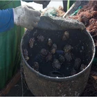 Abalone Cheap Frozen Abalone For Sale With Seafood Frozen Abalone
